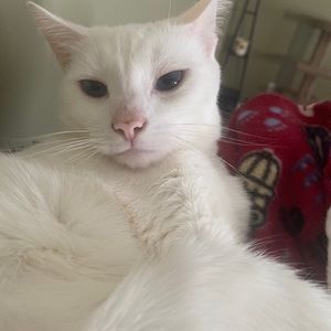 Meet your Posher, Bridget